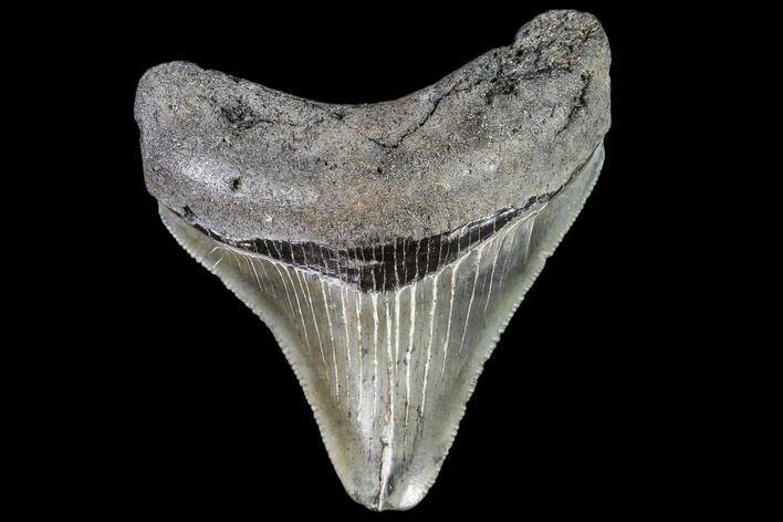 Juvenile Megalodon Tooth - Georgia #111611